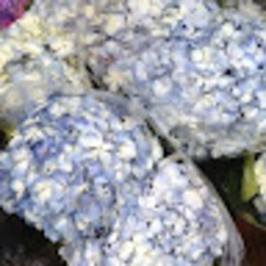 Meet your Posher, Orange